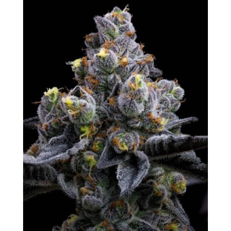 Garlic Cookies | Feminized | Barney's Farm Seeds