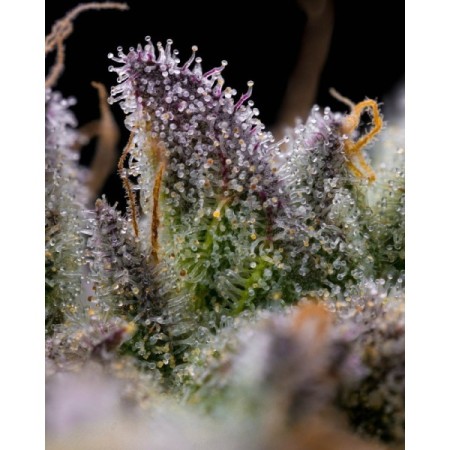 Gmo Cookies | Feminized | Barney's Farm Seeds