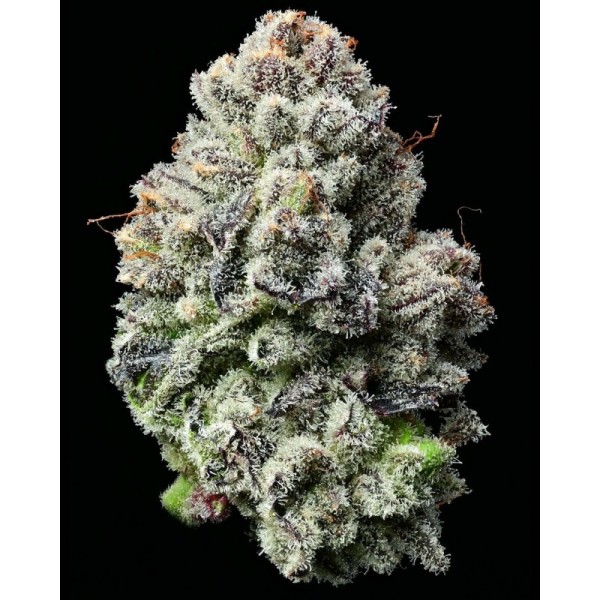 Lemon Cherry Gelato | Barney's Farm Seeds | Feminized