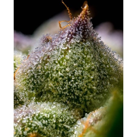 Mendo Breath | Feminized | Barney's Farm Seeds