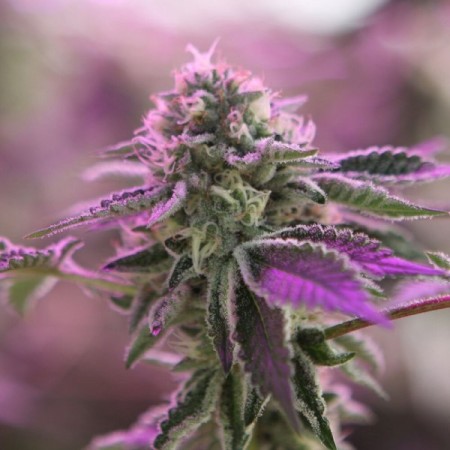 Rs11 X Banana Og | Feminized | Barney's Farm Seeds