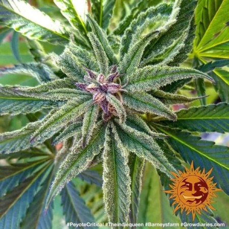 Peyote Critical | Feminized | Barney's Farm Seeds