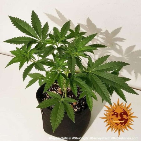 Peyote Critical | Feminized | Barney's Farm Seeds