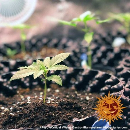Peyote Critical | Feminized | Barney's Farm Seeds