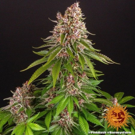 Pink Kush | Feminized | Barney's Farm Seeds