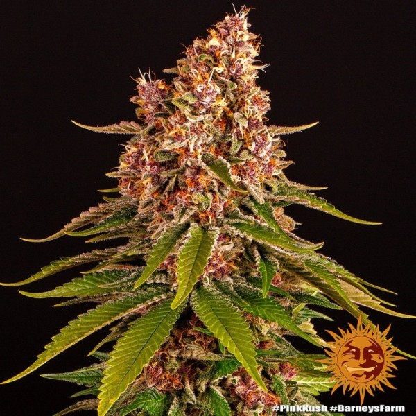 Pink Kush | Barney's Farm Seeds | Feminized