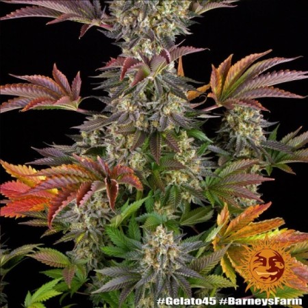 Gelato Nr. 45 | Feminized | Barney's Farm Seeds