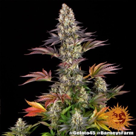 Gelato Nr. 45 | Feminized | Barney's Farm Seeds