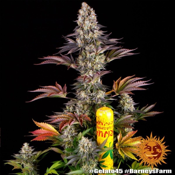 Gelato Nr. 45 | Barney's Farm Seeds | Feminized