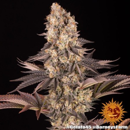 Gelato Nr. 45 | Feminized | Barney's Farm Seeds
