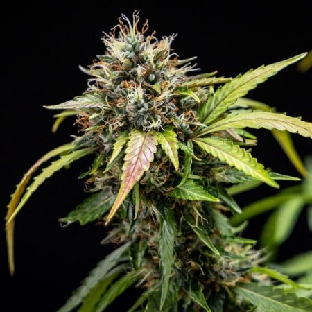 North Thunderfuck | Autoflowering | Royal Queen Seeds