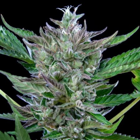 North Thunderfuck | Autoflowering | Royal Queen Seeds