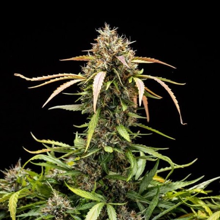 North Thunderfuck | Autoflowering | Royal Queen Seeds