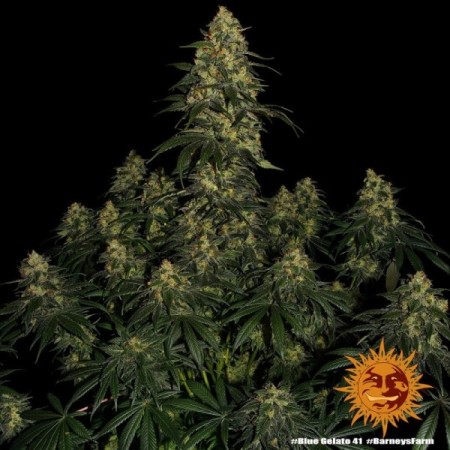 Blue Gelato 41 | Feminized | Barney's Farm Seeds