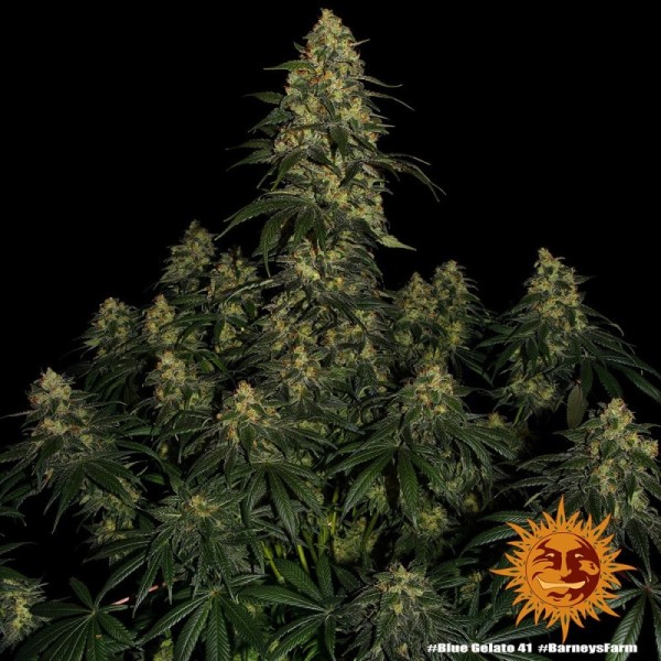 Blue Gelato 41 | Barney's Farm Seeds | Feminized