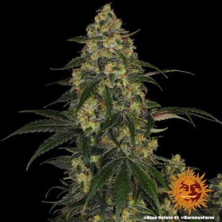 Blue Gelato 41 | Feminized | Barney's Farm Seeds