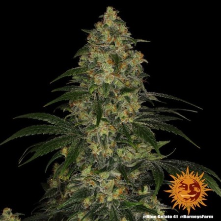 Blue Gelato 41 | Feminized | Barney's Farm Seeds