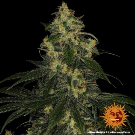 Blue Gelato 41 | Feminized | Barney's Farm Seeds