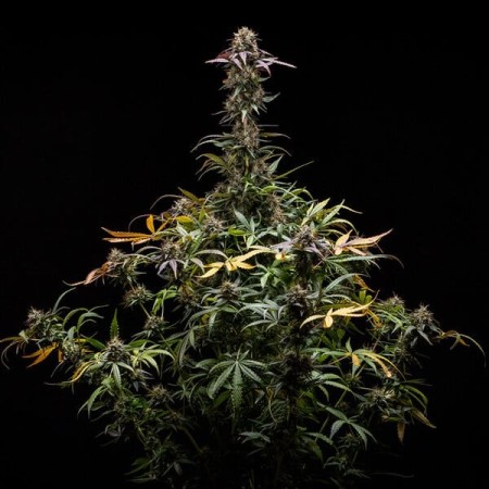 North Thunderfuck | Autoflowering | Royal Queen Seeds