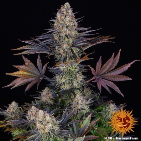 LSD | Feminized | Barney's Farm Seeds