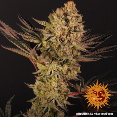 Dos Si Dos 33 | Feminized | Barney's Farm Seeds