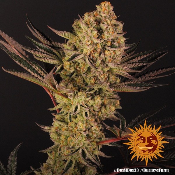 Dos Si Dos 33 | Barney's Farm Seeds | Feminized