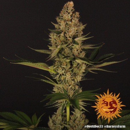 Dos Si Dos 33 | Feminized | Barney's Farm Seeds