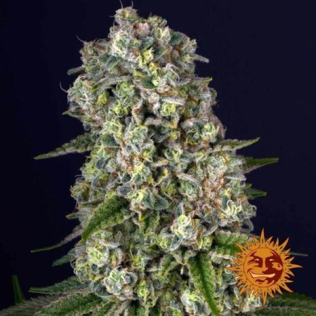 Tropicanna Banana | Feminized | Barney's Farm Seeds