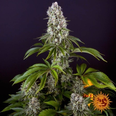 Tropicanna Banana | Feminized | Barney's Farm Seeds