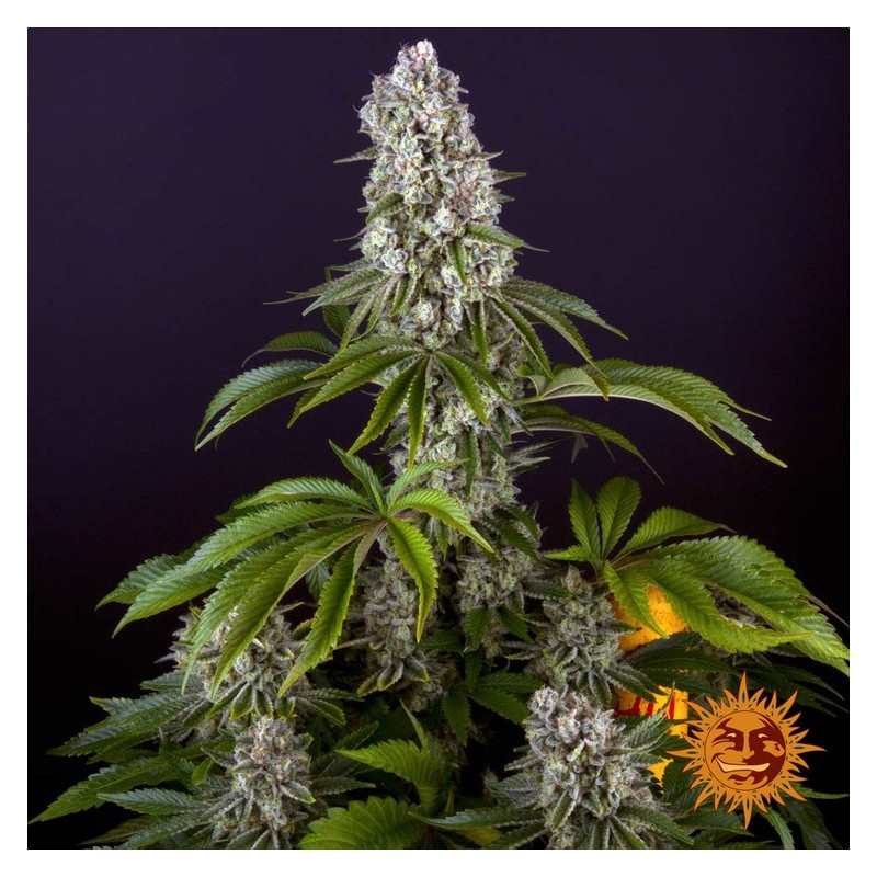 Tropicanna Banana | Feminized | Barney's Farm Seeds