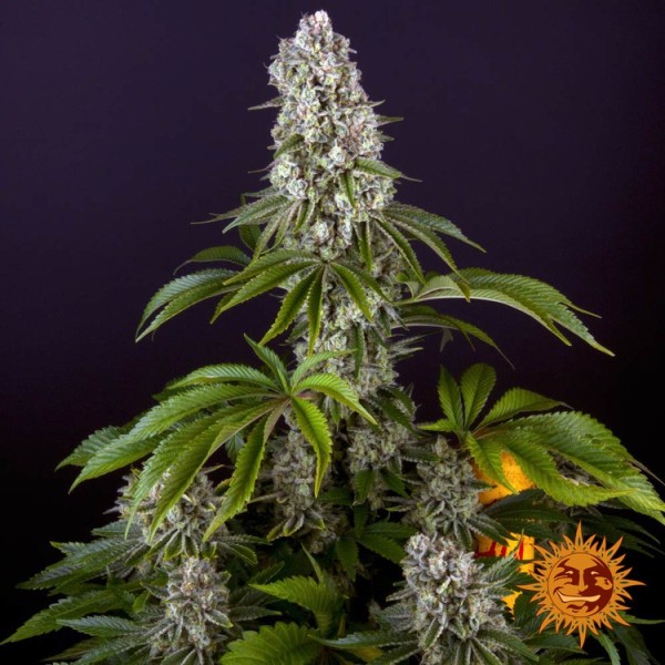 Tropicanna Banana | Barney's Farm Seeds | Feminized