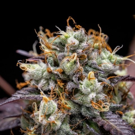 North Thunderfuck | Autoflowering | Royal Queen Seeds