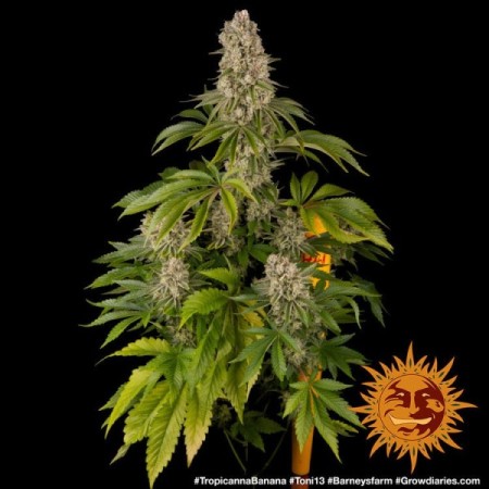 Tropicanna Banana | Feminized | Barney's Farm Seeds