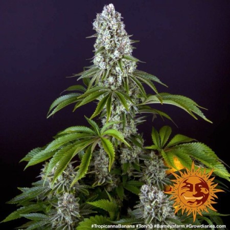 Tropicanna Banana | Feminized | Barney's Farm Seeds