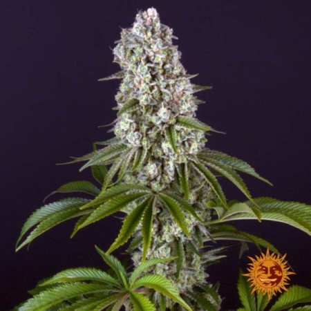 Tropicanna Banana | Feminized | Barney's Farm Seeds