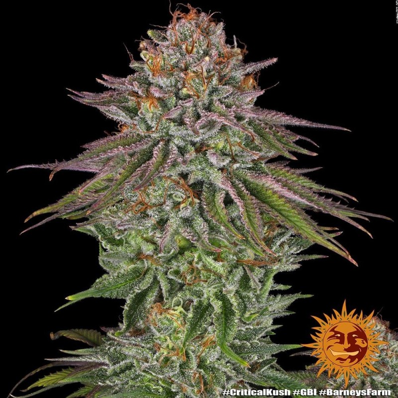 Critical Kush | Feminized | Barney's Farm Seeds