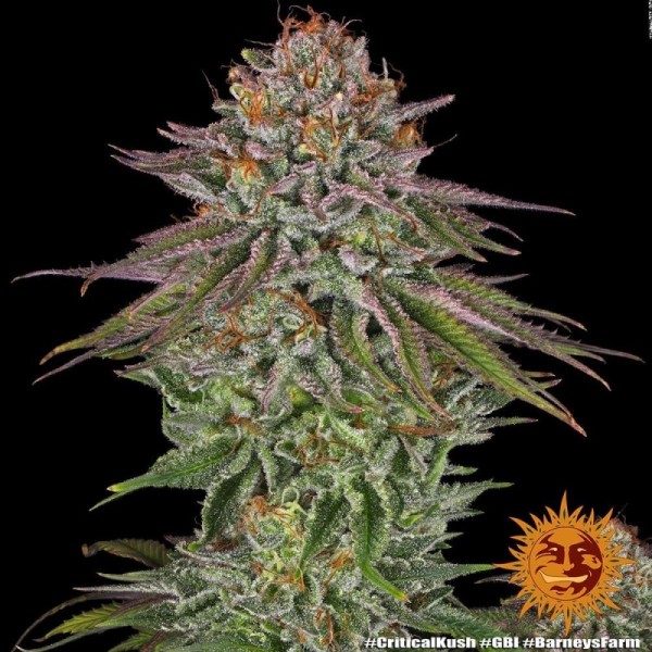 Critical Kush | Barney's Farm Seeds | Feminized