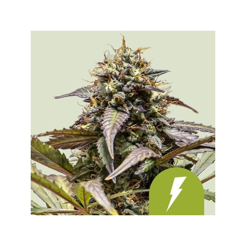 North Thunderfuck | Autoflowering | Royal Queen Seeds
