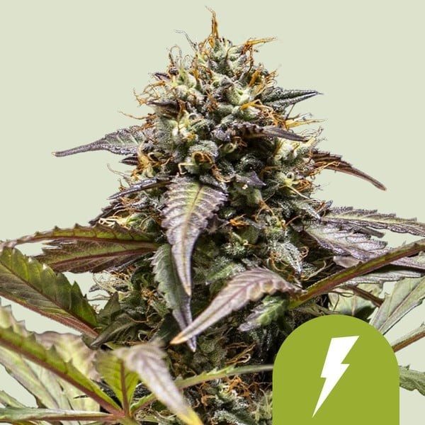North Thunderfuck | Royal Queen Seeds | Autoflowering
