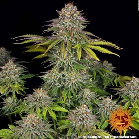 Critical Kush | Feminized | Barney's Farm Seeds