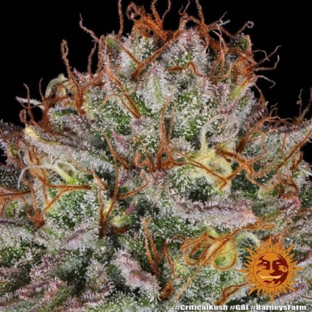 Critical Kush | Feminized | Barney's Farm Seeds