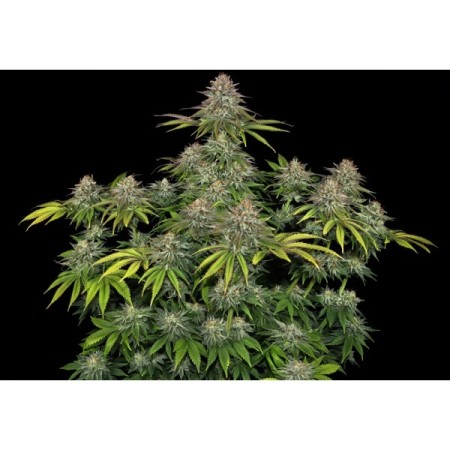 Critical Kush | Feminized | Barney's Farm Seeds