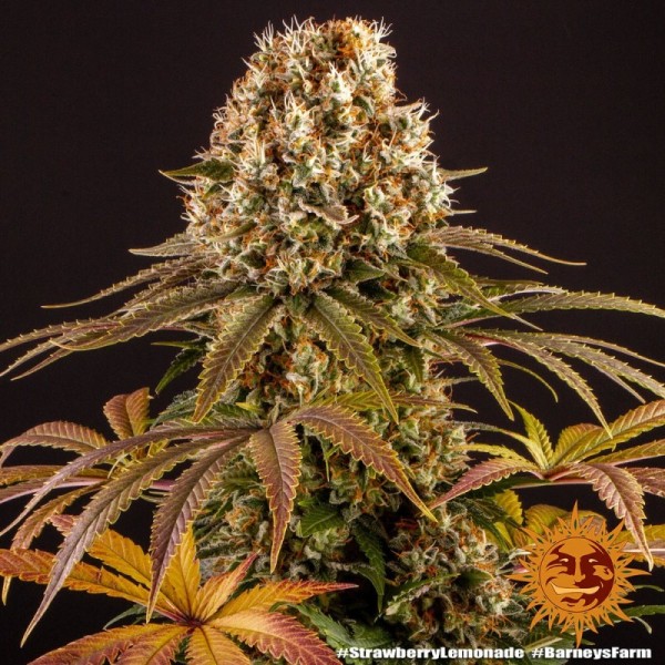 Strawberry Lemonade | Barney's Farm Seeds | Feminized