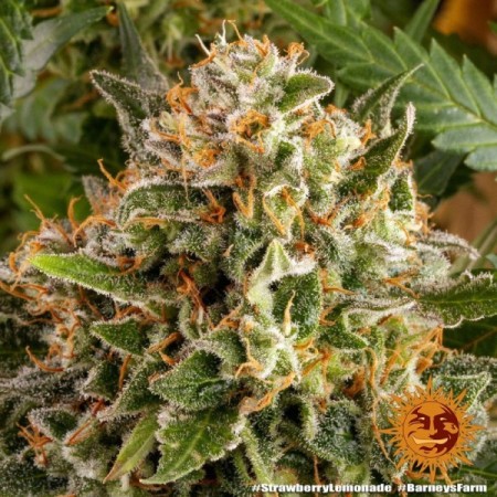 Strawberry Lemonade | Feminized | Barney's Farm Seeds