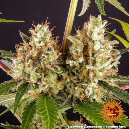 Strawberry Lemonade | Feminized | Barney's Farm Seeds
