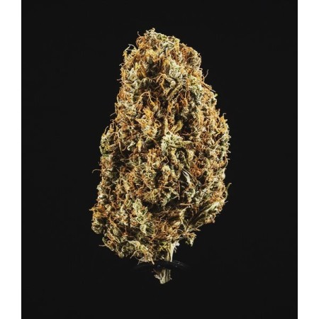 North Thunderfuck | Autoflowering | Royal Queen Seeds