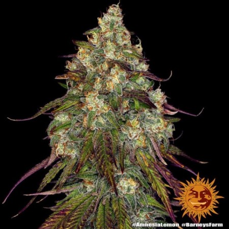 Amnesia Lemon | Feminized | Barney's Farm Seeds