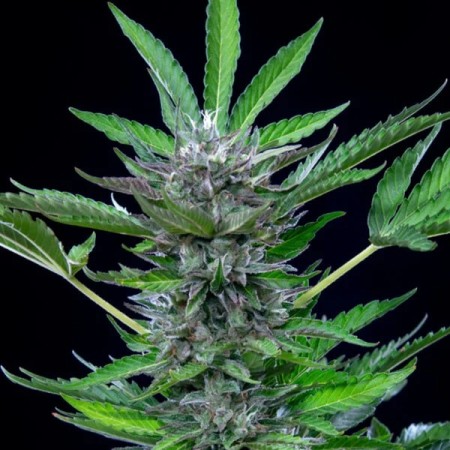 North Thunderfuck | Autoflowering | Royal Queen Seeds