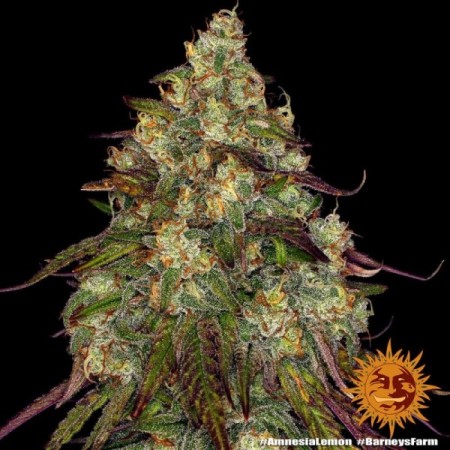Amnesia Lemon | Feminized | Barney's Farm Seeds