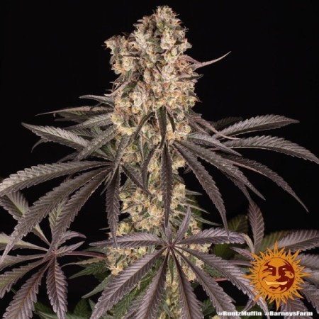 Runtz Muffin | Feminized | Barney's Farm Seeds